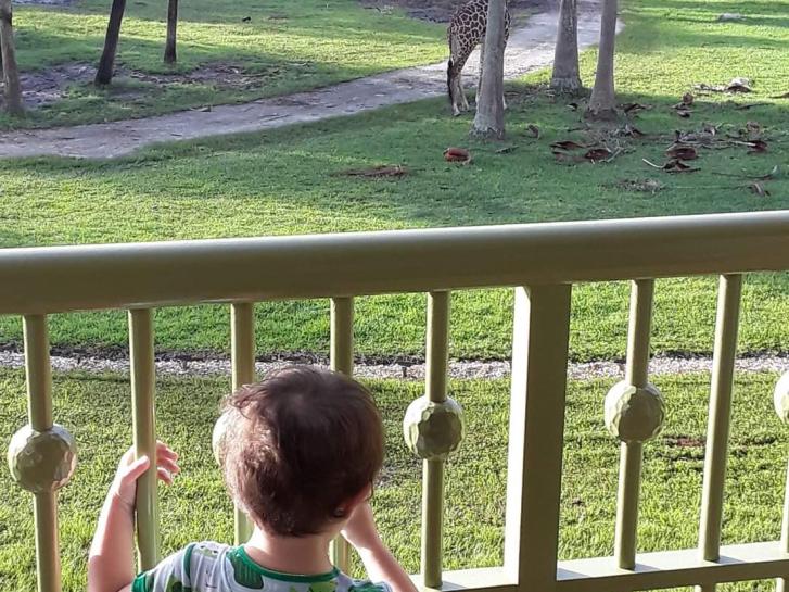 Guest Photo from Mary Matarazzo: Guest watching giraffes from balcony at Animal Kingdom Lodge